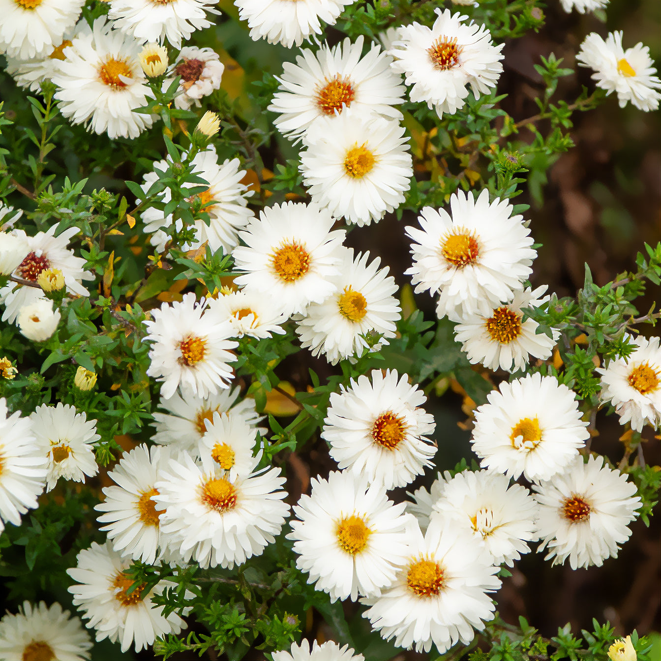 Aster novi-belgii white ladies - Herfstaster 'White Ladies' - Aster