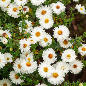 Aster novi-belgii white ladies - Herfstaster 'White Ladies' - Aster