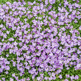 Randjesbloem / Blauwkussen Cascade Blue - Aubrieta Cascade Blue - Willemse