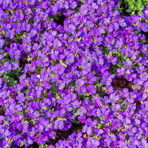 Randjesbloem / Blauwkussen Hamburger Stadtpark - Aubrieta Hamburger Stadtpark - Willemse