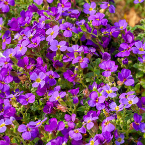 Aubrieta Hamburger Stadtpark - Randjesbloem / Blauwkussen Hamburger Stadtpark - Aubrieta