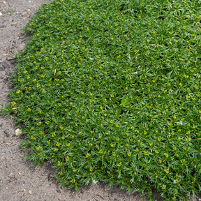 Andeskruid - Azorella trifurcata - Willemse