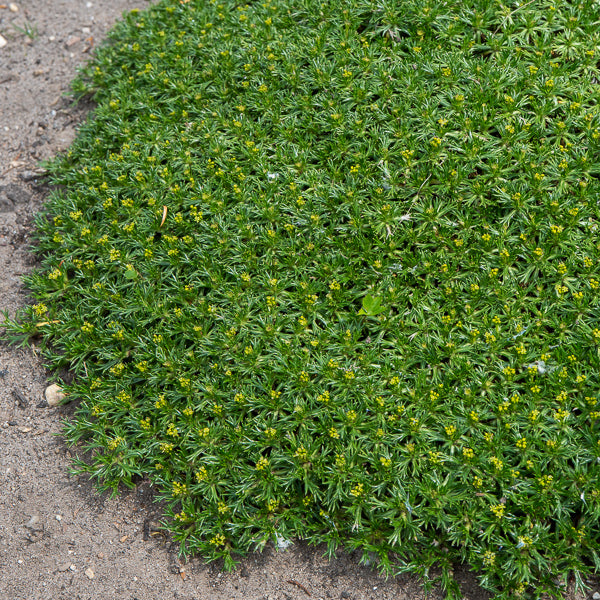 Andeskruid - Azorella trifurcata - Willemse