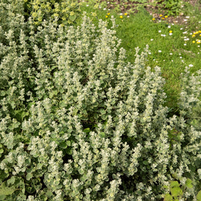 Valse vuurwerkplant - Willemse