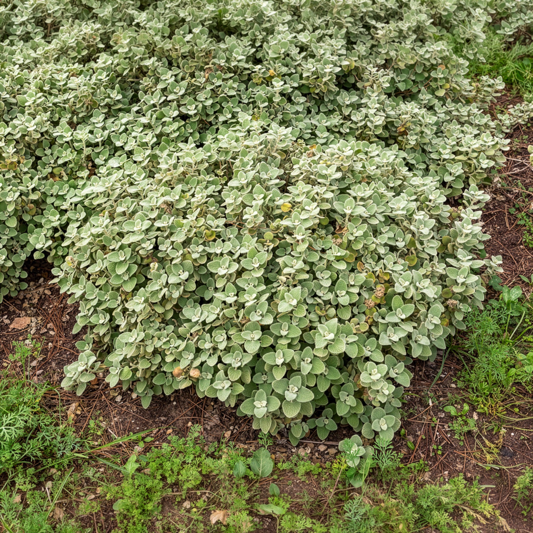Valse vuurwerkplant - Ballota pseudodictamnus - Willemse