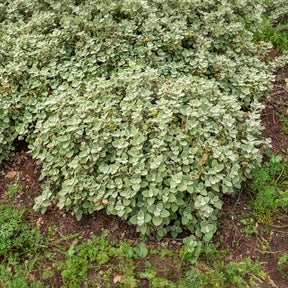 Valse vuurwerkplant - Ballota pseudodictamnus - Willemse