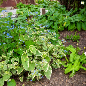 Kaukasisch vergeet-mij-nietje Hadspen cream - Brunnera macrophylla Hadspen Cream - Willemse