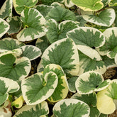 Kaukasische vergeet-mij-niet panaché - Brunnera macrophylla Variegata - Willemse