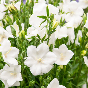 Verkoop Klokjesbloem Alba