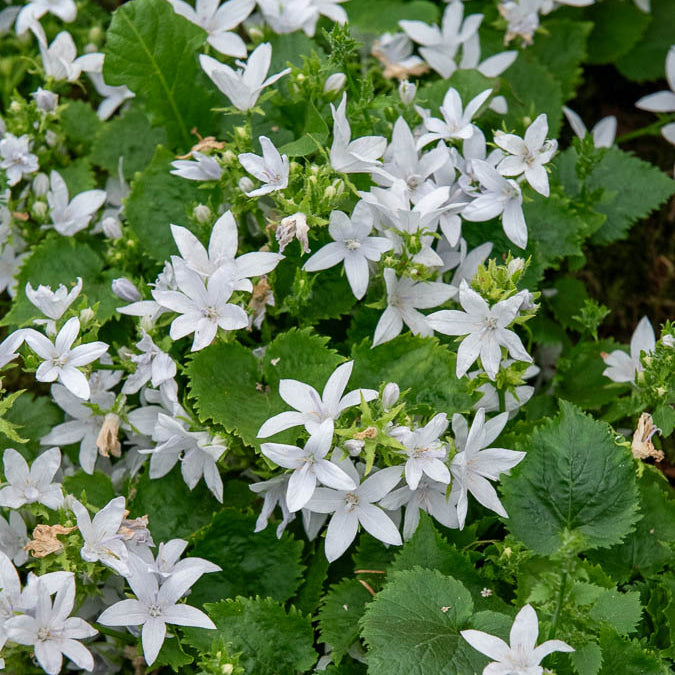 Kruipklokje 'E.H. Frost' - Campanula poscharskyana E.H. Frost - Willemse