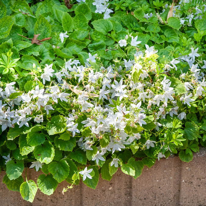 Kruipklokje 'E.H. Frost' - Willemse