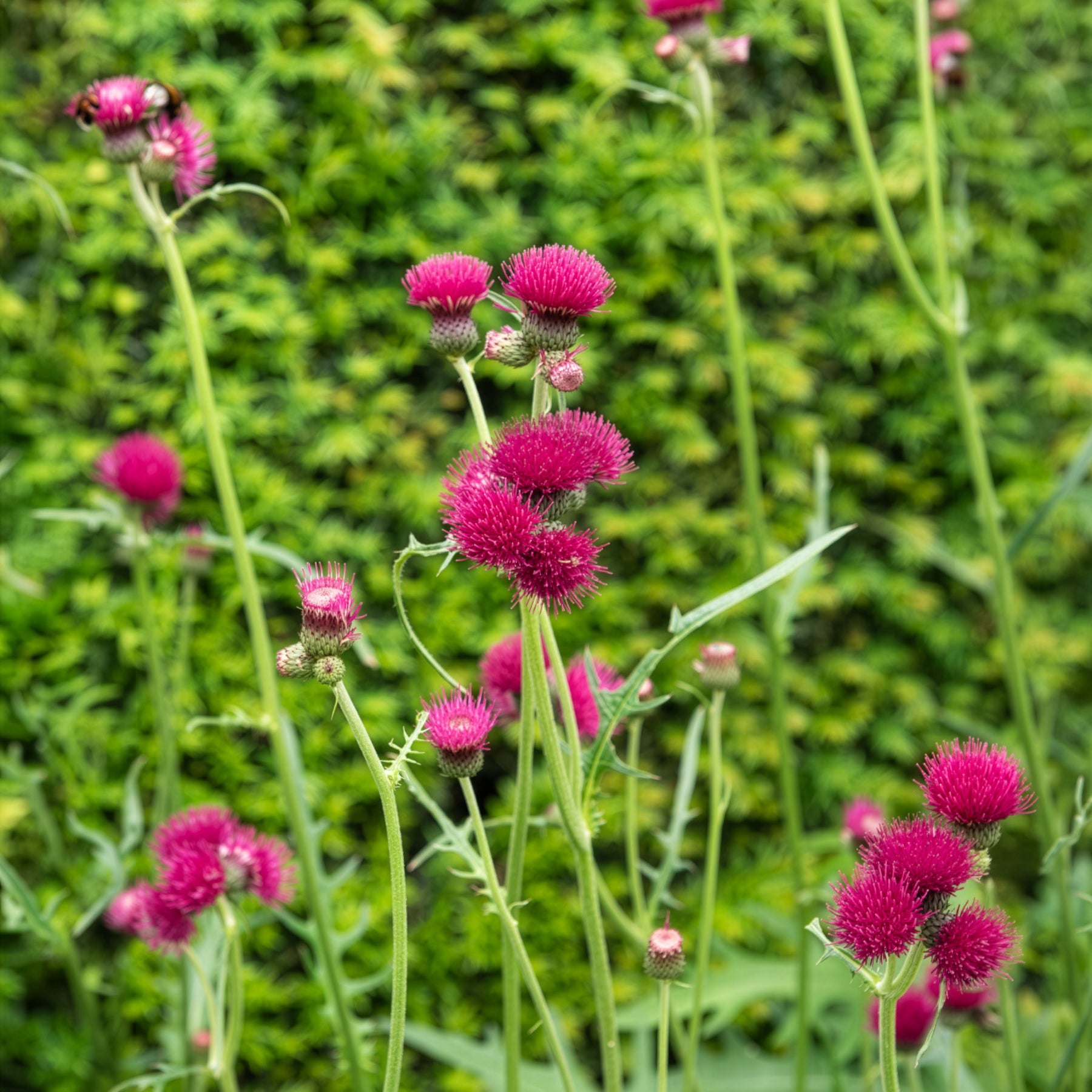 Vederdistel