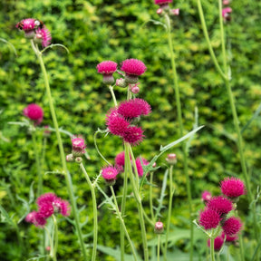 Vederdistel