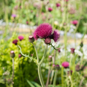 Vederdistel