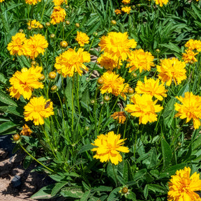 Meisjesogen Sunray - Willemse