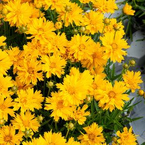 Meisjesogen - Meisjesogen Sunray - Coreopsis grandiflora Sunray