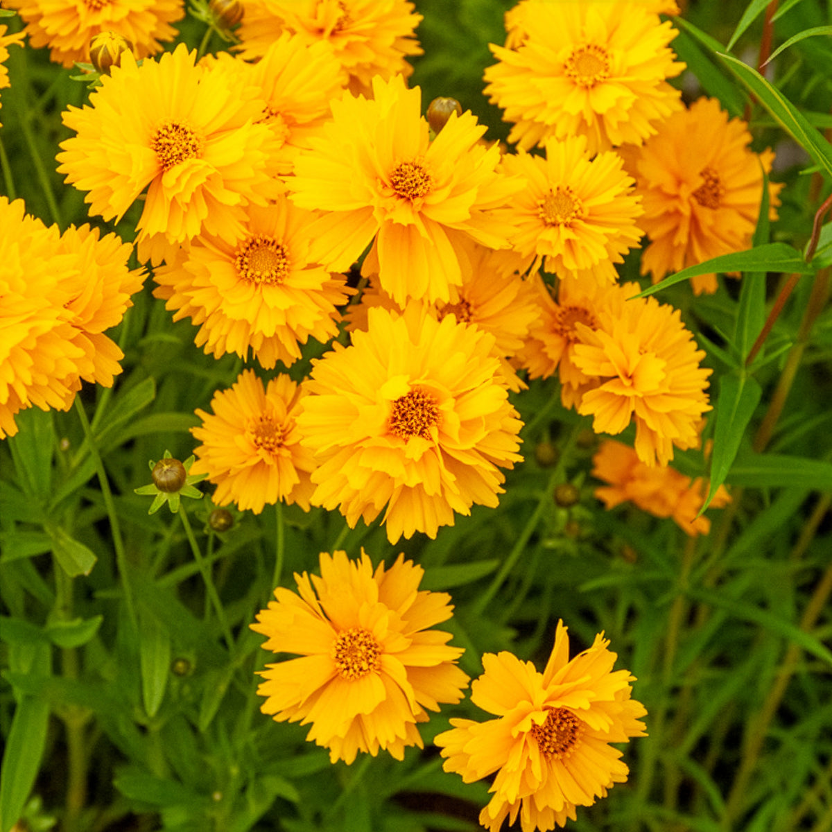 Coreopsis grandiflora Sunray - Meisjesogen Sunray - Meisjesogen