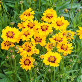 Meisjesogen Sterntaler - Coreopsis lanceolata Sterntaler - Willemse