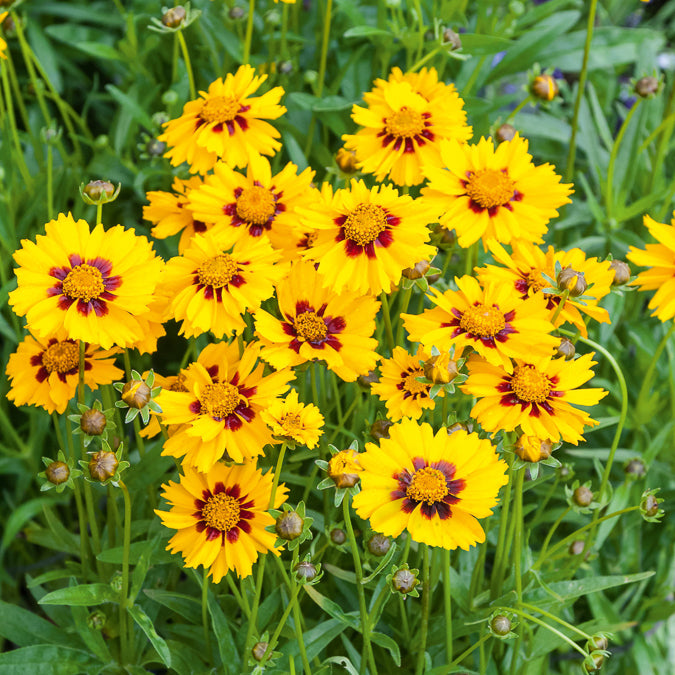 Meisjesogen Sterntaler - Coreopsis lanceolata Sterntaler - Willemse