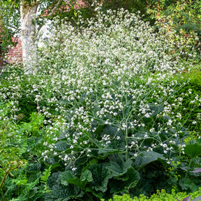 Hartvormige zeekool - Crambe cordifolia - Willemse