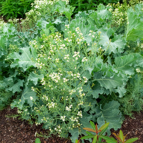 Vaste planten - Zeekool - Crambe maritima