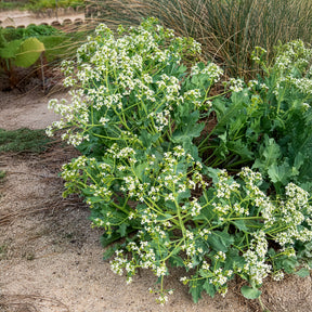 Verkoop Zeekool - Crambe maritima