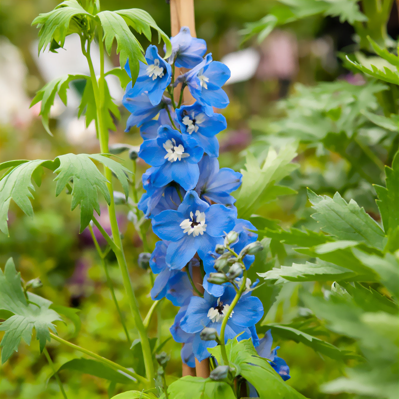 Ridderspoor 'Summer Skies' - Delphinium Pacific Summer Skies - Willemse