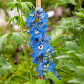 Ridderspoor 'Summer Skies' - Delphinium Pacific Summer Skies - Willemse