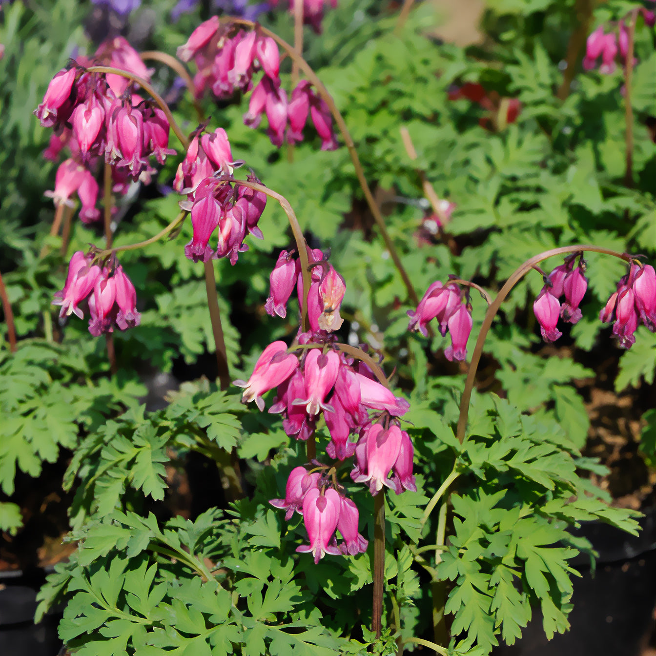 Gebroken hartje 'Luxuriant' - Dicentra formosa luxuriant - Willemse