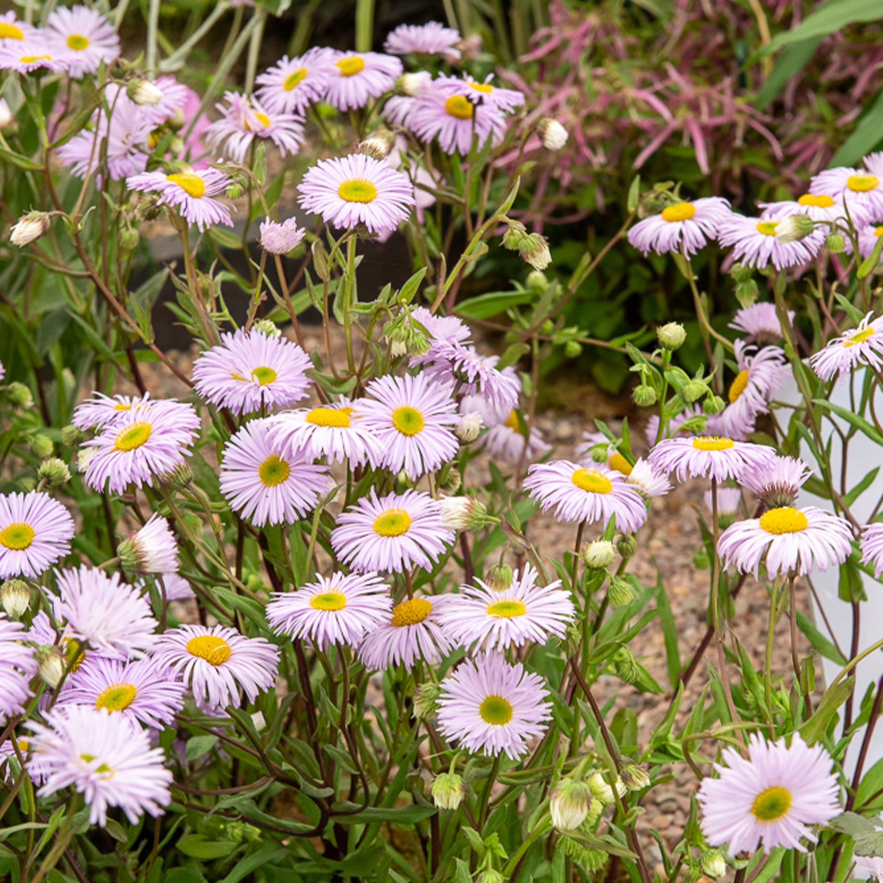 Fijnstraal / Erigeron 'Quakeress' - Erigeron quakeress - Willemse