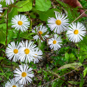 Fijnstraal Sommerneuschnee - Erigeron Sommerneuschnee - Willemse