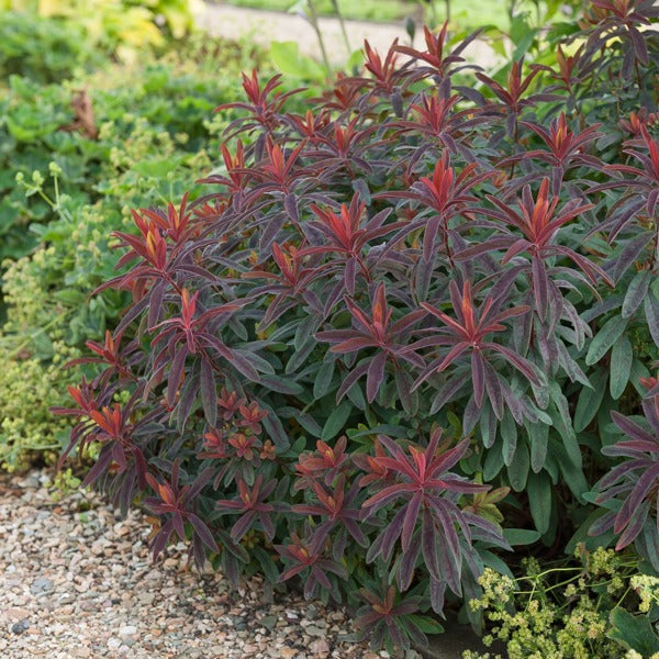 Wolfsmelk 'Purpurea' - Euphorbia amygdaloides purpurea - Willemse