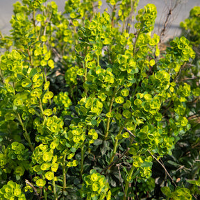 Wolfsmelk - Wolfsmelk Mrs. Robb - Euphorbia amygdaloides subsp. robbiae