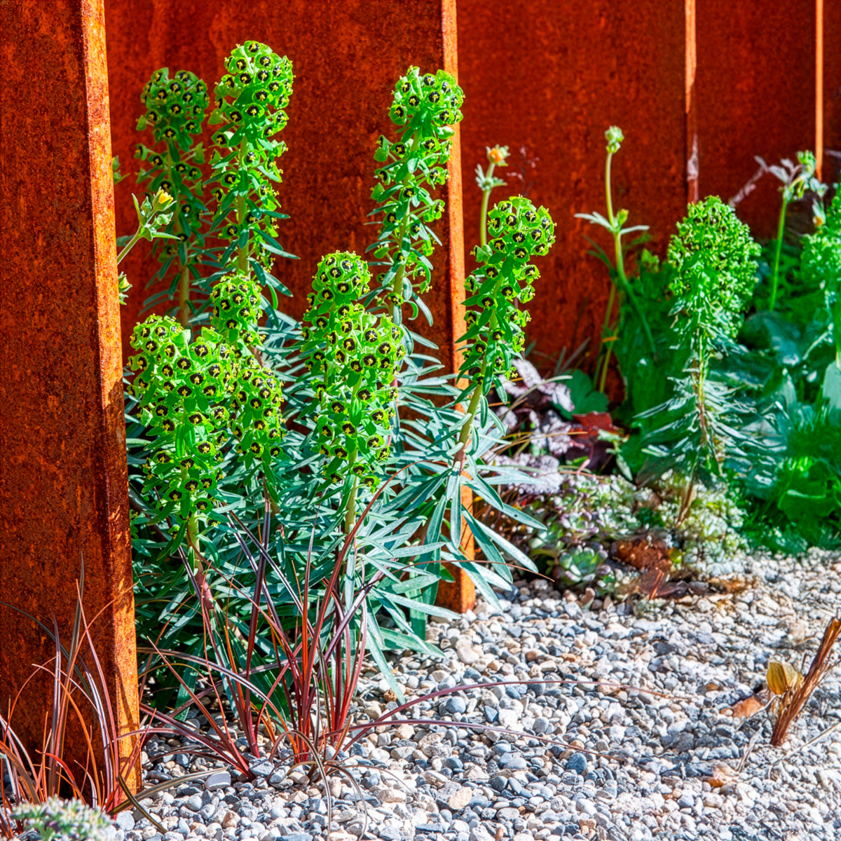 Wolfsmelk Black Pearl - Willemse