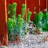 Wolfsmelk Black Pearl - Willemse