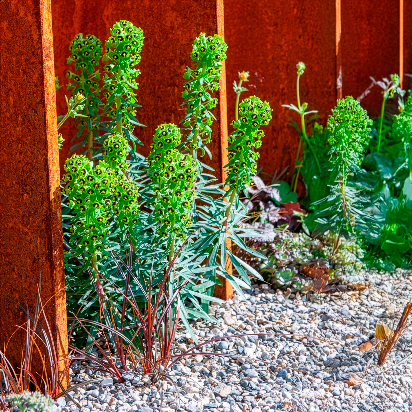 Wolfsmelk Black Pearl - Willemse