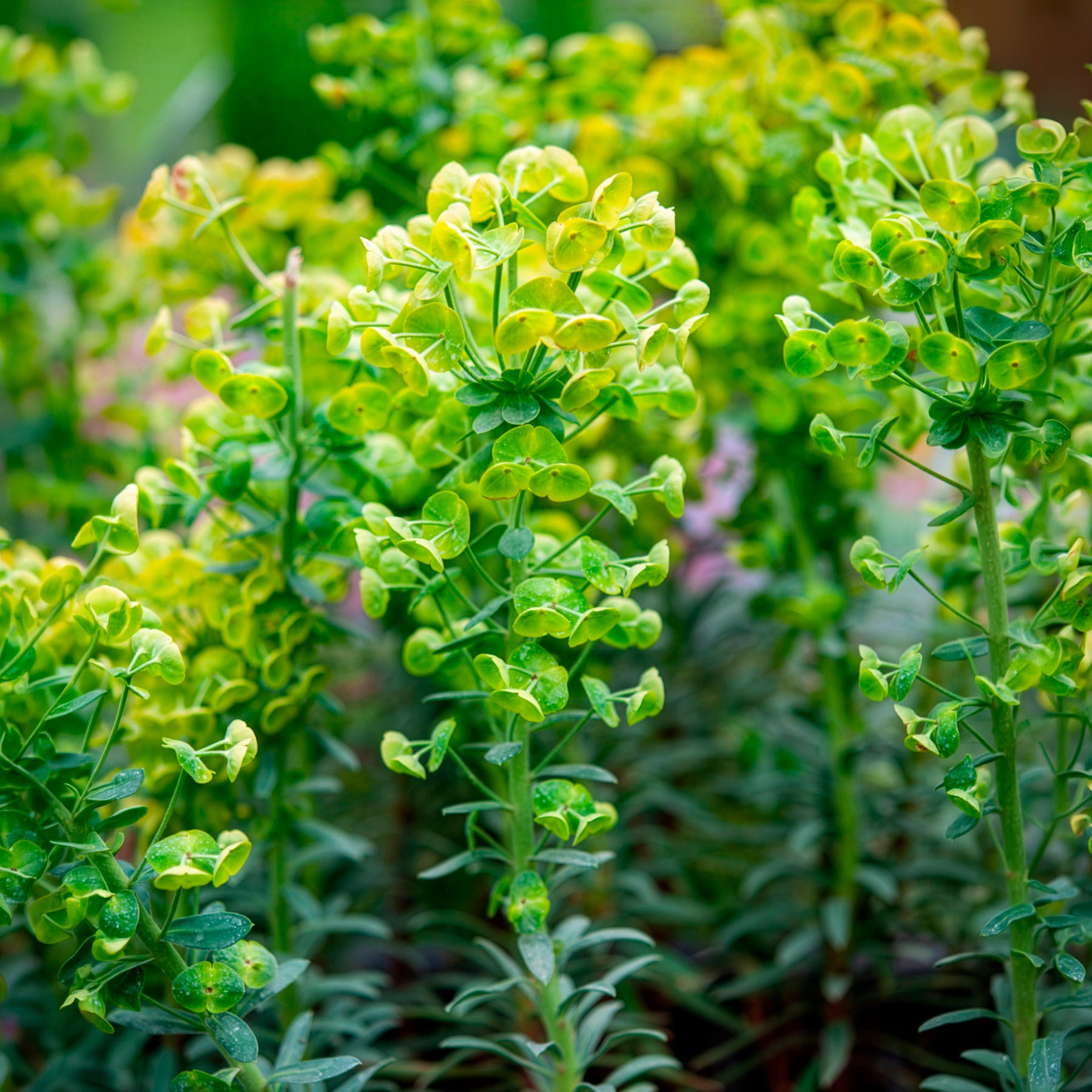 Euphorbia characias blue wonder - Wolfsmelk Blue Wonder - Wolfsmelk
