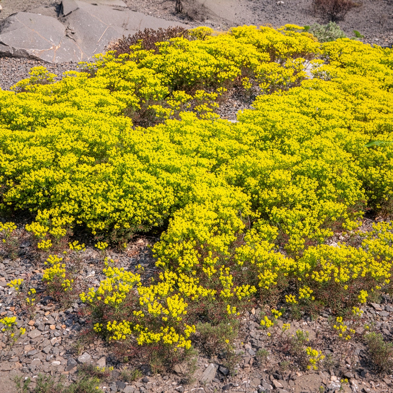 Wolfsmelk Clarice Howard - Euphorbia cyparissias clarice howard - Willemse