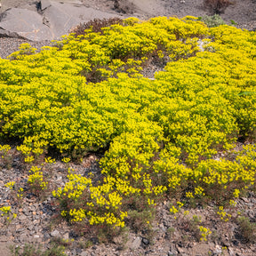 Wolfsmelk Clarice Howard - Euphorbia cyparissias clarice howard - Willemse