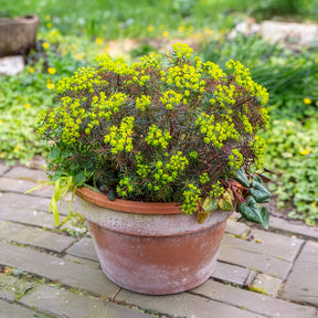 Euphorbia cyparissias clarice howard - Wolfsmelk Clarice Howard - Wolfsmelk