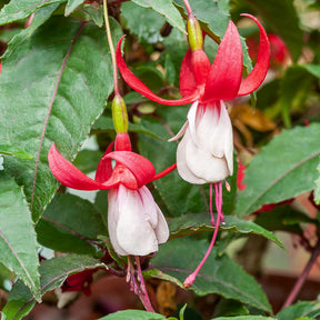 Bellenplant 'Madame Cornelissen' - Fuchsia Madame Cornelissen - Willemse