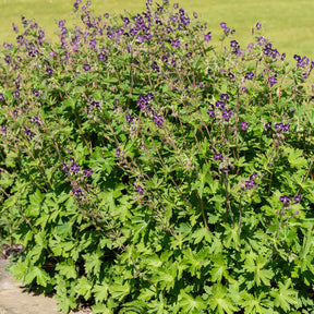 Ooievaarsbek - Geranium phaeum - Willemse