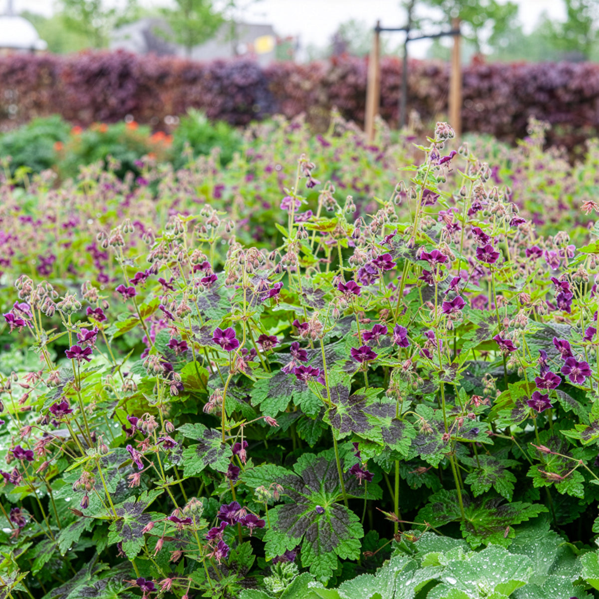 Verkoop Donkere ooievaarsbek Samobor - Geranium phaeum samobor