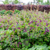 Verkoop Donkere ooievaarsbek Samobor - Geranium phaeum samobor