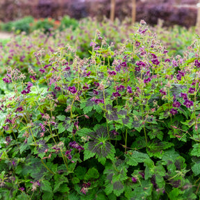 Donkere ooievaarsbek Samobor - Geraniums - Willemse