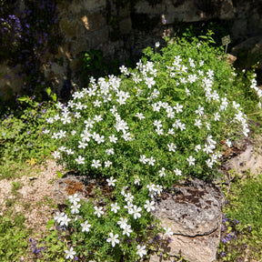 Verkoop Bloedooievaarsbek Album - Geranium sanguineum Album