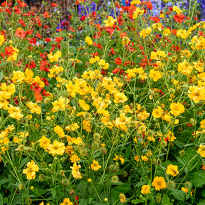 Nagelkruid Lady Stratheden - Willemse