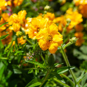 Geum chiloense Lady Stratheden - Nagelkruid Lady Stratheden - Geum