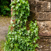 Klimop Sagittifolia - Willemse