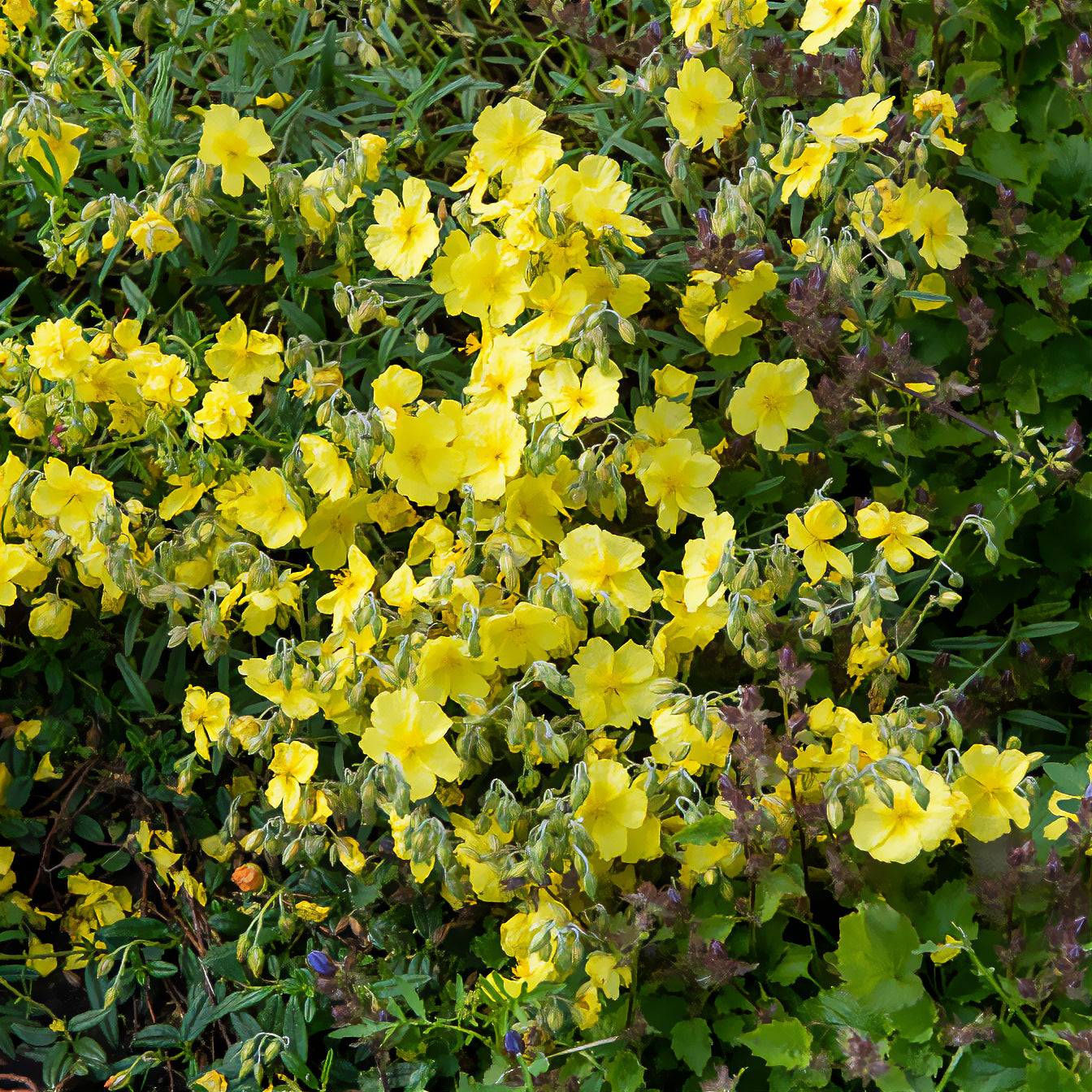 Zonneroosje 'Golden Queen' - Willemse
